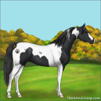 Horse Color:Black Tobiano 