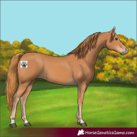 Horse Color:Chestnut 