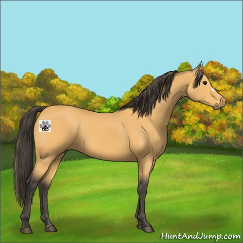 Horse Color:Buckskin 