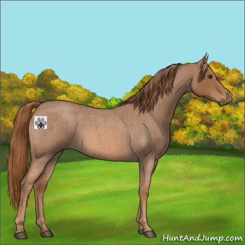 Horse Color:Red Roan