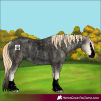 Horse Color:Void Buckskin Roan Pearl Splash
