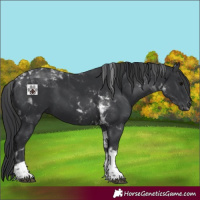 Horse Color:Black Tobiano 