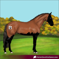 Horse Color:Void Bay Splash 