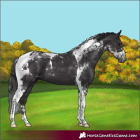 Horse Color:Smoky Black Tobiano 