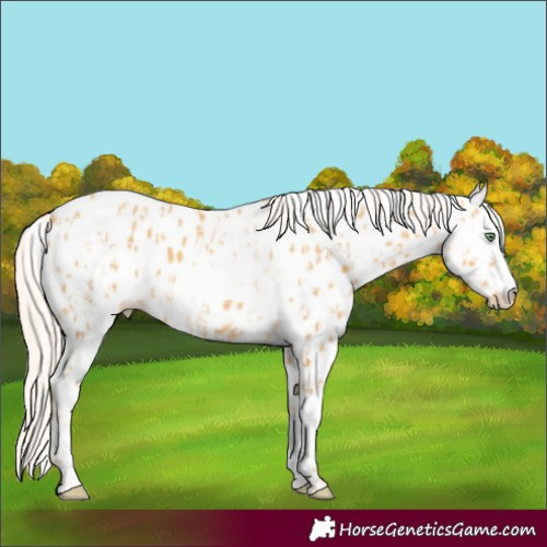 Horse Color:Gold Cream Champagne Leopard  and Gold Cream Champagne Fewspot 