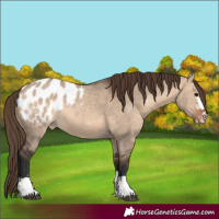 Horse Color:Bay Dun Appaloosa 
