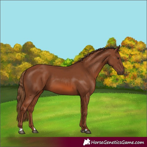 Horse Color:Chestnut 