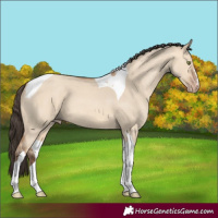 Horse Color:Amber Champagne Dun Tobiano 