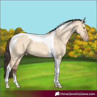 Horse Color:Amber Champagne Dun Tobiano 