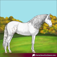 Horse Color:Silver Black Splash Tobiano Appaloosa 