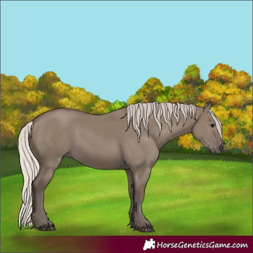 Horse Color:Silver Grullo 