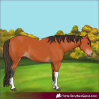 Horse Color:Bay Tobiano 