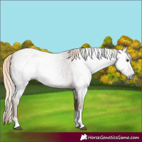 Horse Color:Gray Chocolate Palomino Roan Tobiano