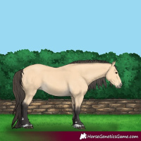 Horse Color:Buckskin 