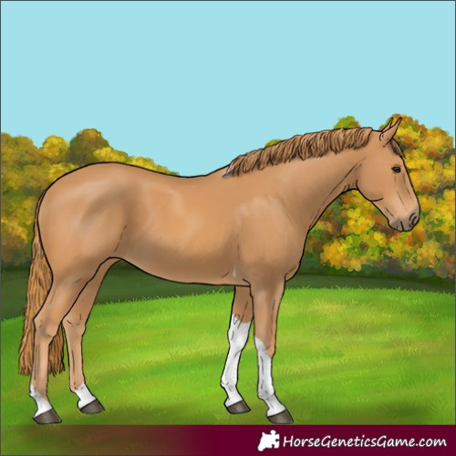 Horse Color:Chestnut Tobiano 