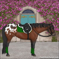 Horse Color:Brown Appaloosa