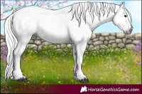 Horse Color:Gray Silver Brown Tobiano 