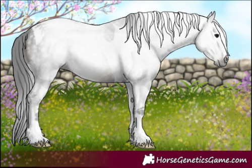 Horse Color:Gray Black Tobiano