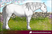 Horse Color:Gray Black Tobiano 