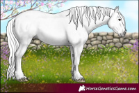 Horse Color:Gray Black Pearl