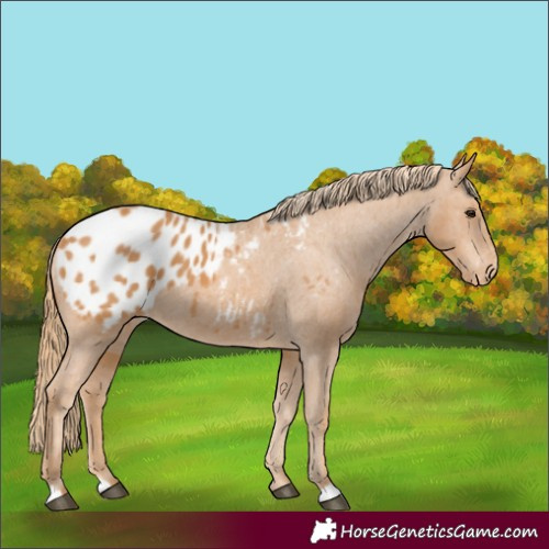 Horse Color:Chestnut Appaloosa