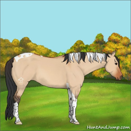 Horse Color:Bay Dun Tobiano