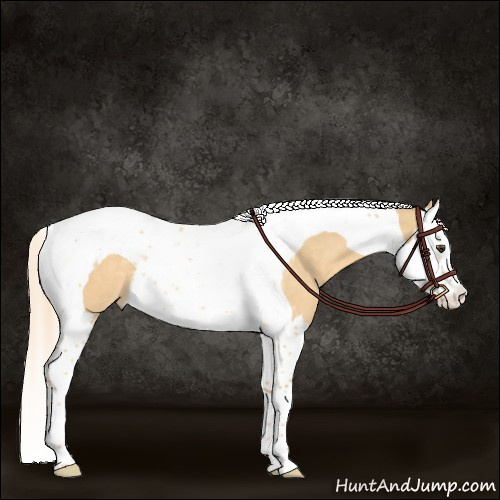 Horse Color:Palomino Dun Splash Tobiano 