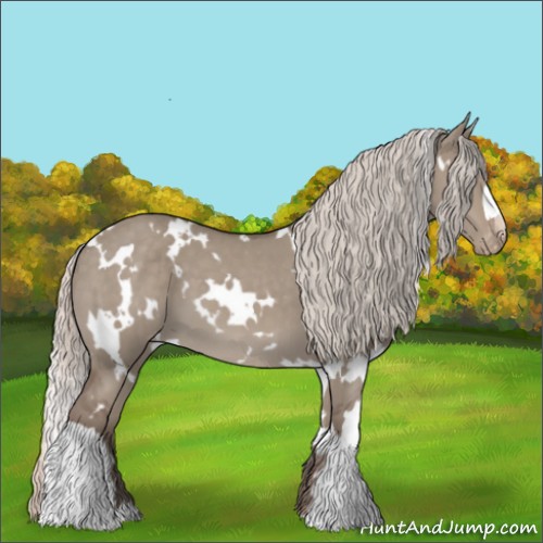 Horse Color:White Spotted Silver Grullo Appaloosa