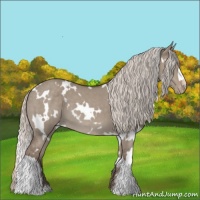 Horse Color:White Spotted Silver Grullo Appaloosa 
