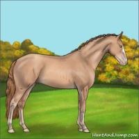 Horse Color:Gold Champagne 