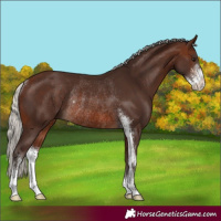 Horse Color:Silver Brown Sabino Rabicano 