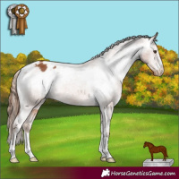 Horse Color:Chestnut Varnish Rabicano