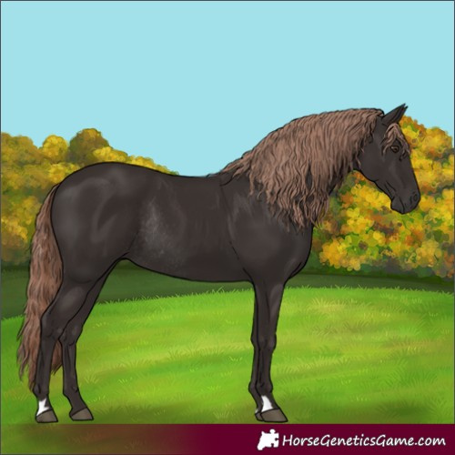 Horse Color:Liver Chestnut Rabicano