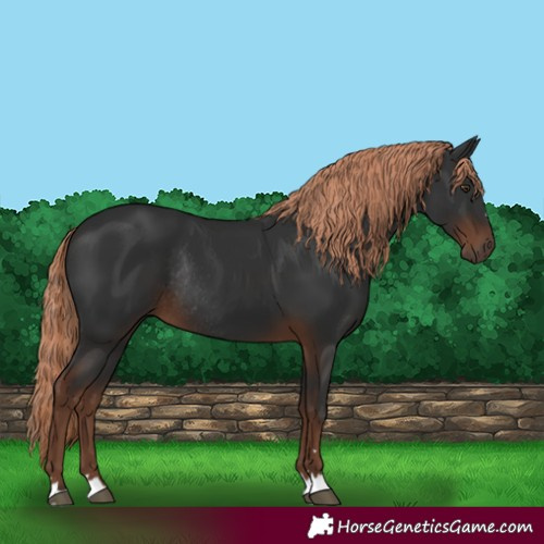 Horse Color:Liver Chestnut Rabicano 