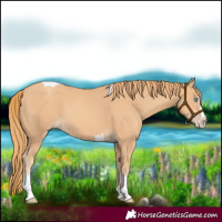 Horse Color:Gold Champagne Splash Tobiano 