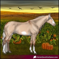 Horse Color:Silver Bay Dun Sabino Tobiano Frame Rabicano