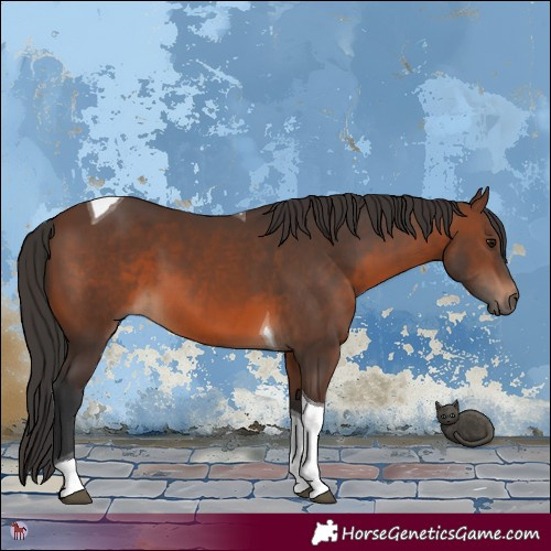 Horse Color:Brown Tobiano 