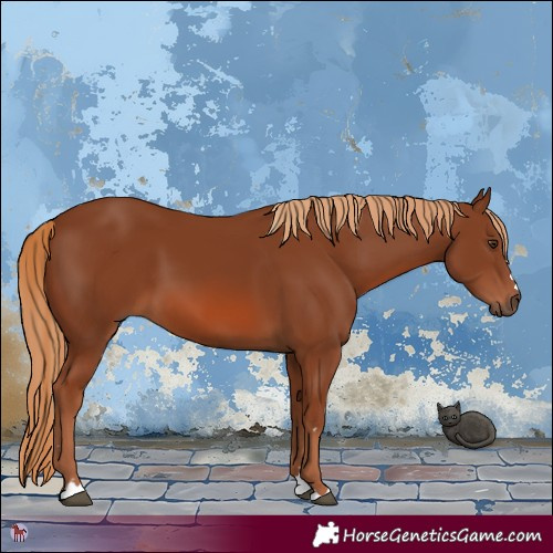 Horse Color:Chestnut 