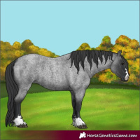 Horse Color:Blue Roan 