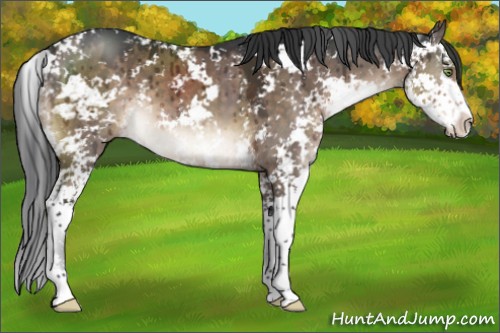 Horse Color:Brown Dun Mushroom Sabino Brindle 