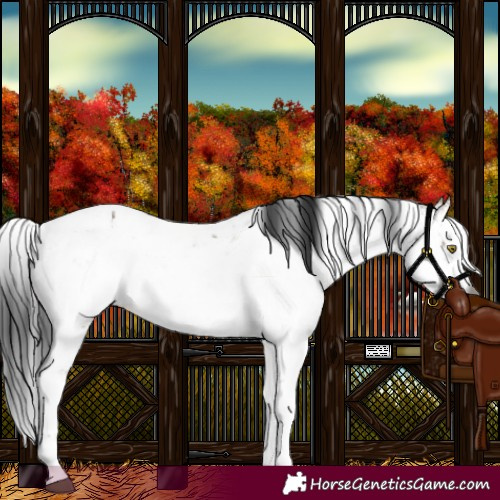 Horse Color:Gray Brown Dun Sabino Appaloosa Brindle 