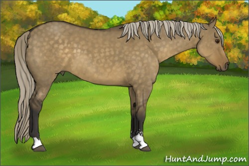 Horse Color:Chocolate Palomino Dun Sabino 