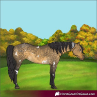 Horse Color:White Spotted Buckskin Dun 