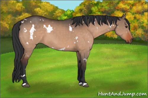Horse Color:White Spotted Brown Dun 