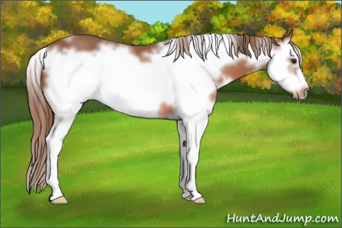 Horse Color:White Spotted Chestnut Splash Frame