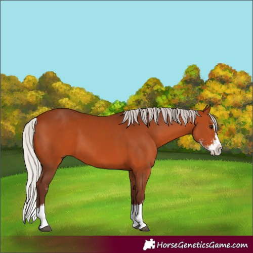 Horse Color:Silver Bay Sabino Splash