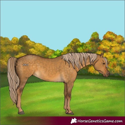 Horse Color:Chocolate Palomino Dun Sabino 
