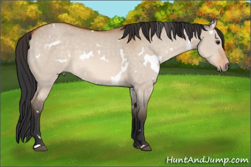 Horse Color:White Spotted Bay Dun Rabicano
