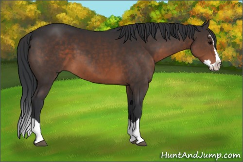 Horse Color:Brown Sabino Splash 