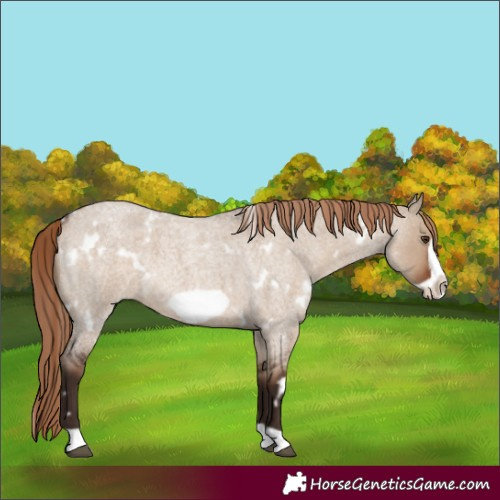 Horse Color:White Spotted Liver Red Dun Roan Frame